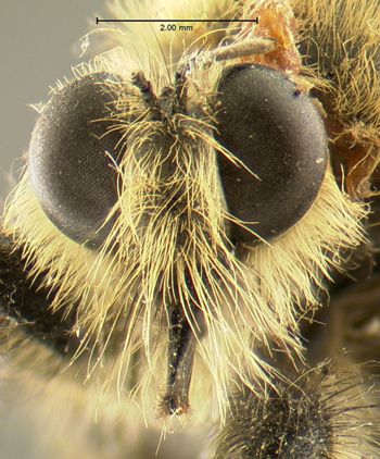 Media type: image;   Entomology 12838 Aspect: head frontal view